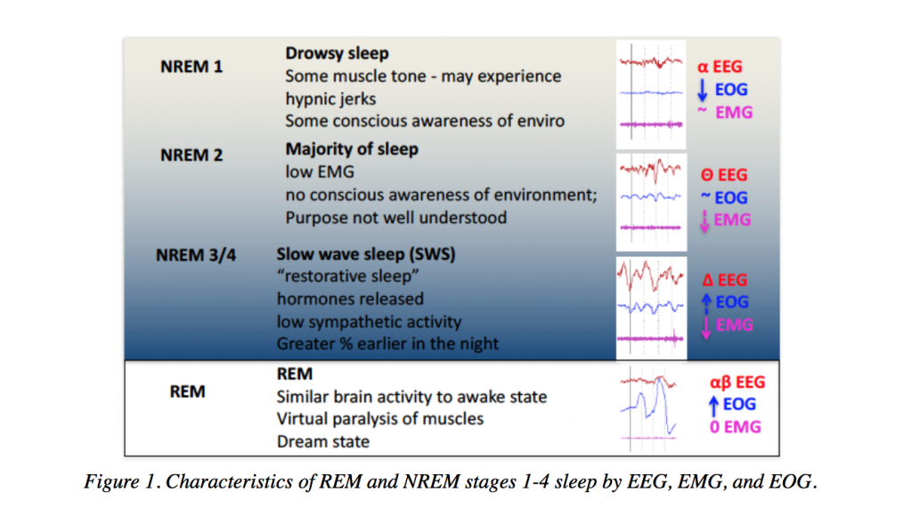 REM and NREM stages of sleep