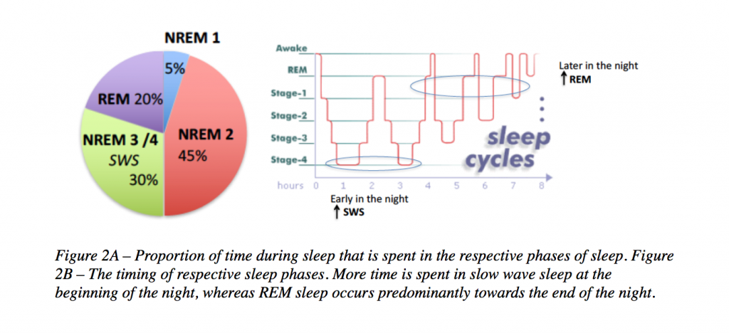 Sleep Cycles Graph