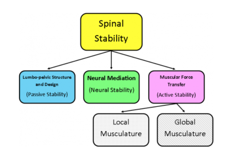 spinal stability 
