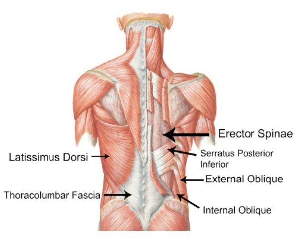 outer core muscles