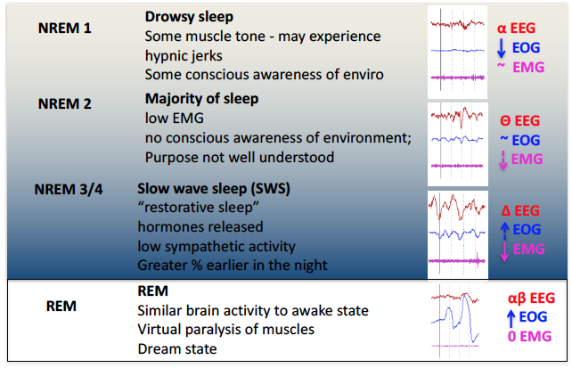 Sleep Physiology — Part 2 of Sleep Series
