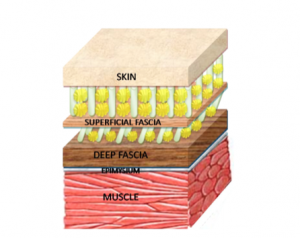 fascia structure