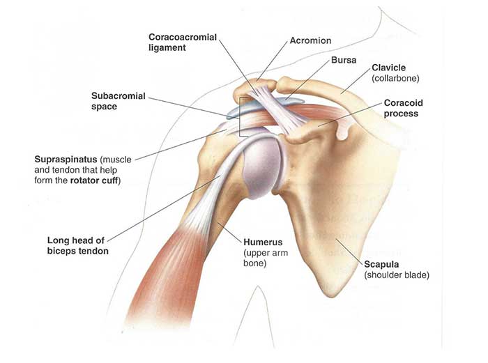 7 Key Exercises To Prevent Shoulder Injuries » ForeverFitScience