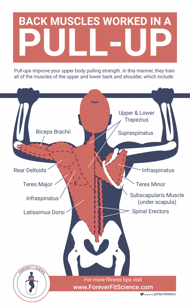 infographic of a pull up